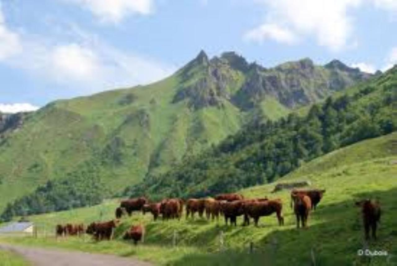 Tulipe, Appartement 5 Personnes, Entre Sancy Et Volcans D'Auvergne Orcival Exterior foto